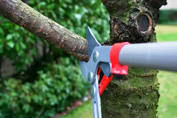 tree services Tribbey